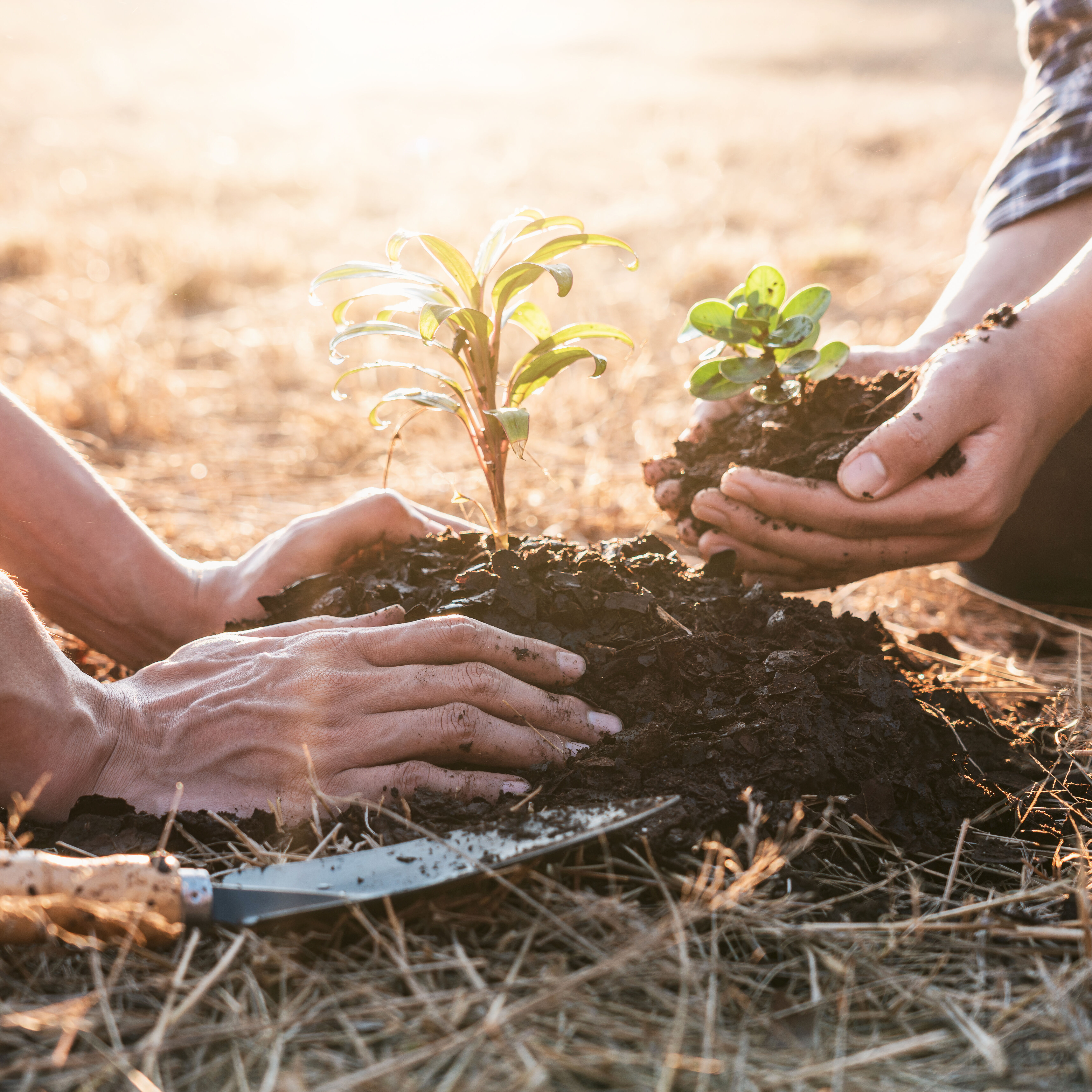Zwei Hände, die eine Pflanze in die Erde pflanzen